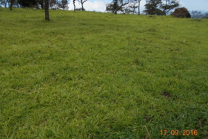 Ngohngwabah-Ranch-Developed Pasture Paddock