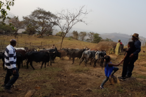 Ngohngwabah cattle Ranch