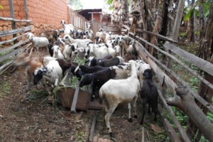 Sheep breeding at Ngohngwabah Ranch