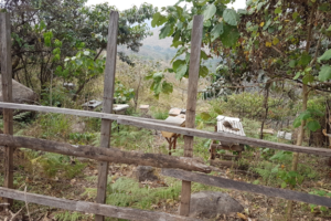 Ngohngwoabah-Ranch-Bee farming apiary
